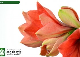 hippeastrum Desire (2)